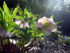 3���@�N���X�}�X���[�Y