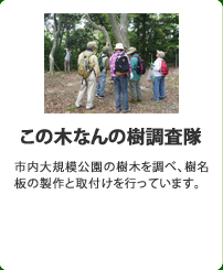 ���̖؂Ȃ�̎�������