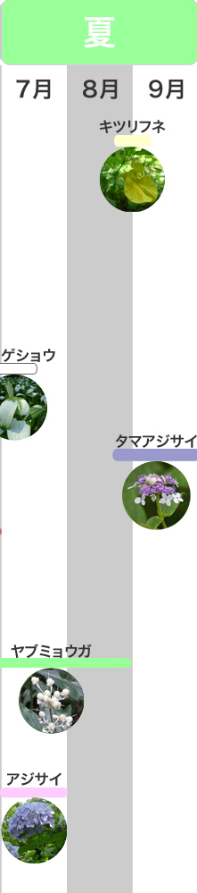 �G�߂݂̂ǂ���@��