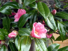 1���@�c�o�L