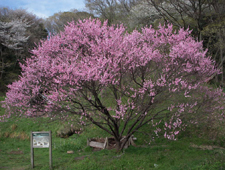 4���@�n�i����