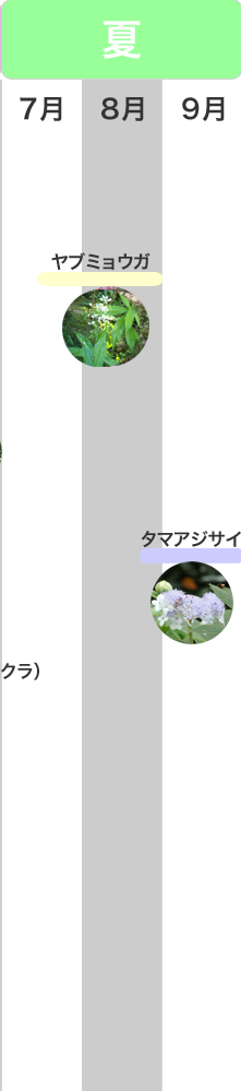 �G�߂݂̂ǂ���@��